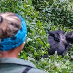 Gorilla Tourism in Africa