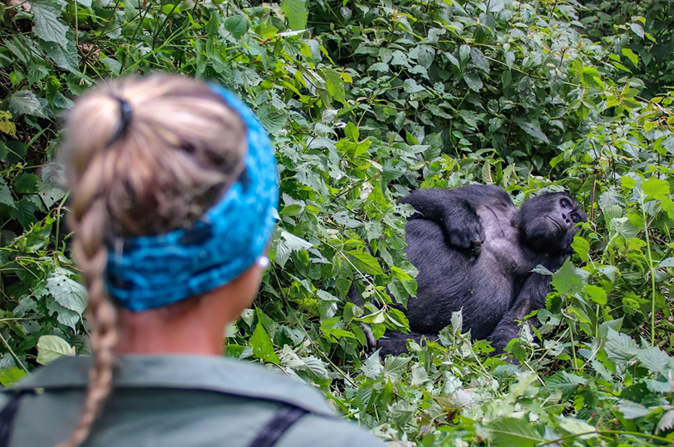 Gorilla Tourism in Africa
