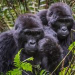 Bwindi Mountain Gorillas