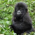 Bwindi Forest Mountain Gorilla