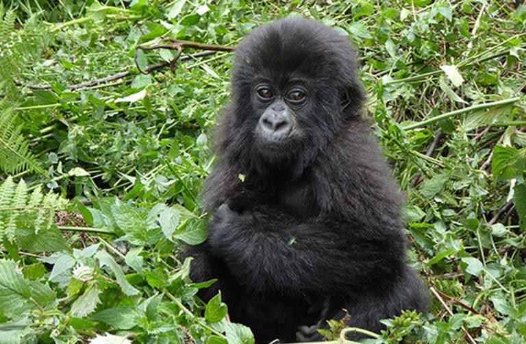 Bwindi Forest Mountain Gorilla