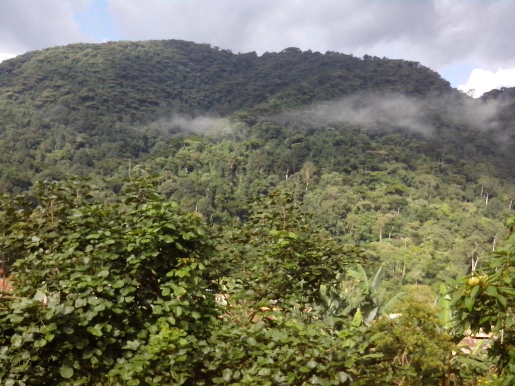 Bwindi Impenetrable Forest